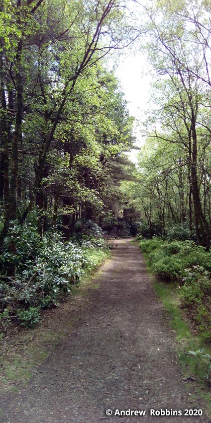 Forest Walkway