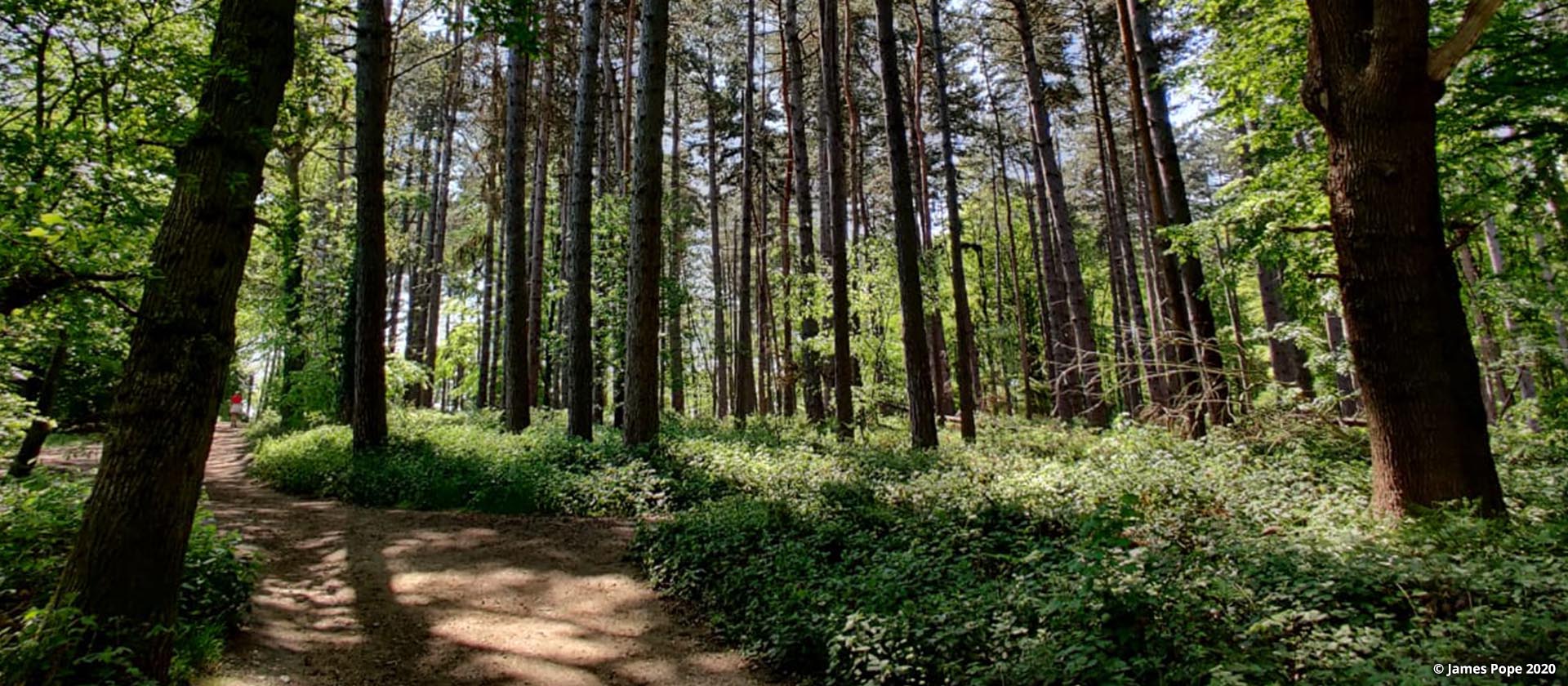 Forest Walkway